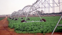BASF S.A., Brasilien, Pflanzenschutz. Brasilien ist der zweitgrößte Sojaproduzent der Welt. Seit vielen Jahren arbeitet dort die BASF mit den Sojaanbauern. In enger Zusammenarbeit mit den Landwirten entwickelte BASF Opera® mit F 500® ein umweltfreundliches Pflanzenschutzmittel, das Sojapflanzen vor Soja-Rost und anderen Krankheiten schützt. Die Maggi Gruppe ist als größter unabhängiger Sojaproduzent der Welt einer der wichtigsten Partner der BASF in Brasilien. Die in den riesigen Feldern eingesetzten, fahrbaren Bewässerungsanlagen werden von einer GPS-Steuerung exakt in ihrer Spur gehalten. Abdruck honorarfrei. Copyright by BASF.
BASF S.A., Brazil, Crop protection. Brazil is the world's second-largest soybean producer. BASF has been cooperating with Brazilian soybean growers for many years. Working closely with these farmers, BASF developed Opera® with F 500®, an environmentally friendly crop protection compound that protects soybean plants from Asian Soybean Rust as the most important disease among others. As the world's largest independent soybean producer, the Maggi Group is one of BASF's most important partner in the country. To water the huge soy fields the Maggi Group uses GPS-steered irrigation plants which navigate through the fields without harming the crops. Print free of charge. Copyright by BASF.
BASF S.A., Brasilien, Pflanzenschutz. Brasilien ist der zweitgrößte Sojaproduzent der Welt. Seit vielen Jahren arbeitet dort die BASF mit den Sojaanbauern. In enger Zusammenarbeit mit den Landwirten entwickelte BASF Opera® mit F 500® ein umweltfreundliches Pflanzenschutzmittel, das Sojapflanzen vor Soja-Rost und anderen Krankheiten schützt. Die Maggi Gruppe ist als größter unabhängiger Sojaproduzent der Welt einer der wichtigsten Partner der BASF in Brasilien. Die in den riesigen Feldern eingesetzten, fahrbaren Bewässerungsanlagen werden von einer GPS-Steuerung exakt in ihrer Spur gehalten. Abdruck honorarfrei. Copyright by BASF.
BASF S.A., Brazil, Crop protection. Brazil is the world's second-largest soybean producer. BASF has been cooperating with Brazilian soybean growers for many years. Working closely with these farmers, BASF developed Opera® with F 500®, an environmentally friendly crop protection compound that protects soybean plants from Asian Soybean Rust as the most important disease among others. As the world's largest independent soybean producer, the Maggi Group is one of BASF's most important partner in the country. To water the huge soy fields the Maggi Group uses GPS-steered irrigation plants which navigate through the fields without harming the crops. Print free of charge. Copyright by BASF.